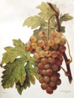 Chasselas Courtiller (muscat de Saumur)