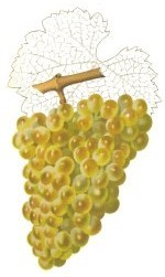 Chenin blanc 