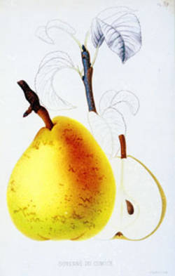 poire anjou