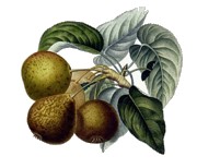 Poire de vigne